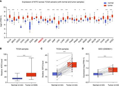 NTF2 Upregulation in HNSCC: a Predictive Marker and Potential Therapeutic Target Associated With Immune Infiltration